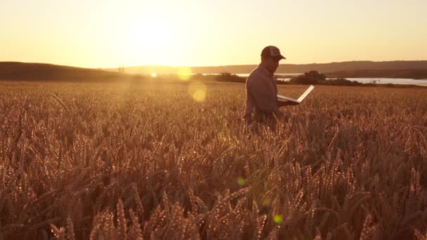 Agricultor trabalha no campo com um laptop, observando o crescimento do trigo — Vídeo de Stock