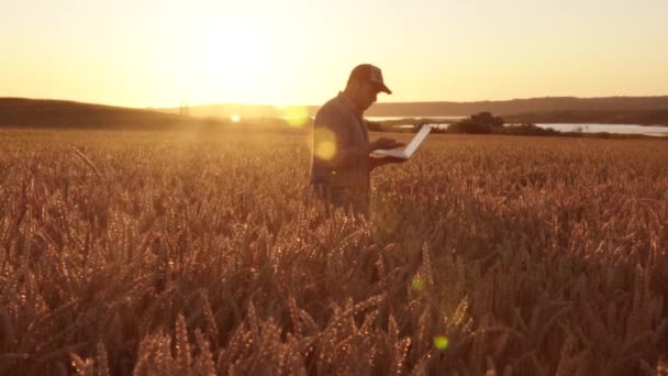Agricultor trabaja en el campo con una computadora portátil, observando el crecimiento del trigo — Vídeo de stock