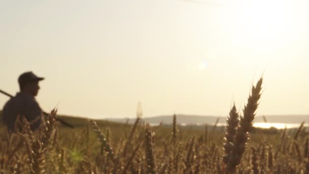 Сельский фермер медленно ходит по пшеничному полю. Утром или вечером — стоковое видео