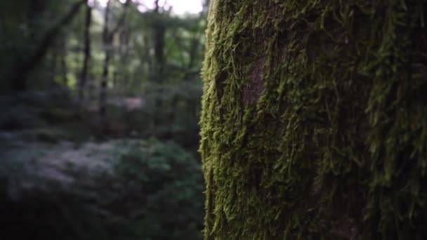 亜熱帯の森の苔に覆われた木 — ストック動画