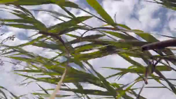 Заросли и плоды болотной тростника на озере в ветреную погоду — стоковое видео