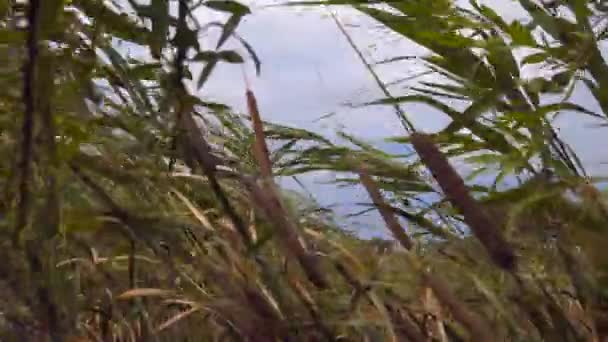 Cazas y frutos de cañas de pantano en el lago en un clima ventoso. — Vídeos de Stock