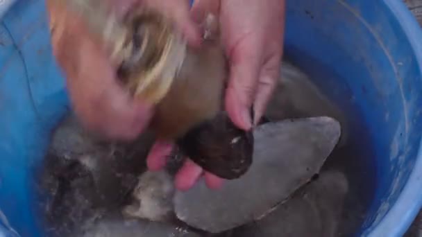 Üres puhatestű kagylók. Mosakodás a medencében — Stock videók