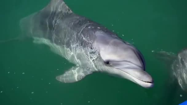 Delfin wydziera się z wody morskiej w słoneczny dzień — Wideo stockowe