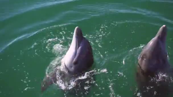 Dolfijnen voeren trucs uit. Grappige dolfijnen cirkelen in het water — Stockvideo