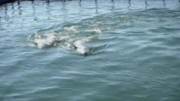 Training and feeding dolphins on the high seas — Stock Video