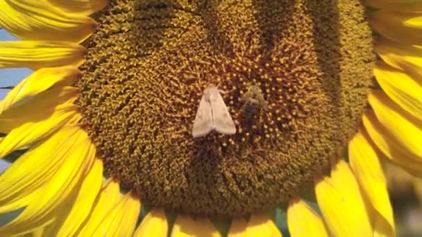 Mariposa y abeja recogen polen en un girasol — Vídeos de Stock