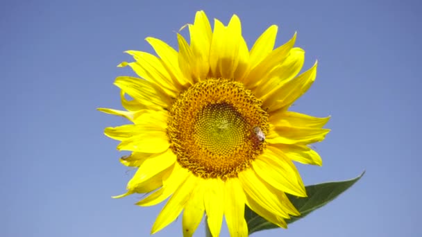 Tournesols dans les champs en été. L'abeille recueille le pollen