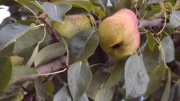 Pera matura su un ramo d'albero. Pera appesa ad un ramo nel frutteto. Luce del sole — Video Stock