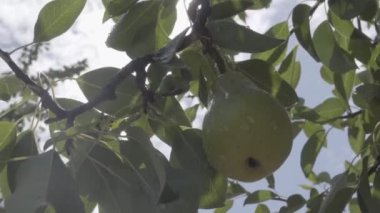 Ağaç dalında olgun bir armut. Meyve bahçesindeki bir dala asılı armut. Güneş ışığı