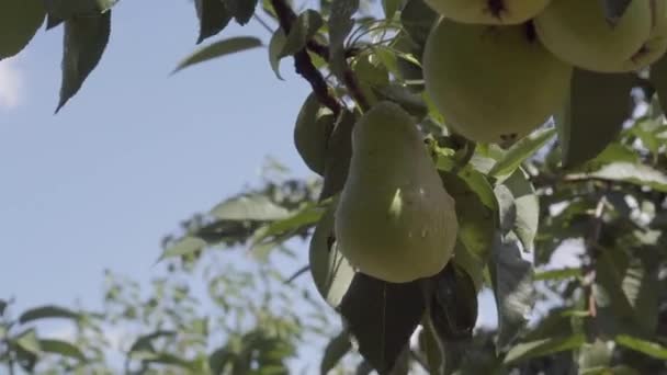 Ώριμο αχλάδι σε κλαδί δέντρου. Αχλάδι κρεμασμένο σε ένα κλαδί στον οπωρώνα. Ηλιακό φως — Αρχείο Βίντεο