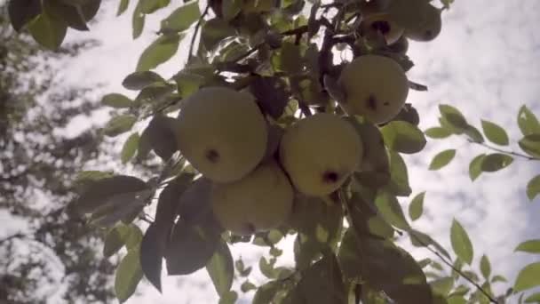 木の枝に梨を熟す。果樹園の枝にぶら下がって梨。太陽光 — ストック動画
