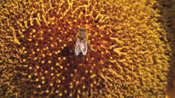 여름에는 해바라기가 들판에 핀다. 벌은 꽃가루를 모으고 있습니다. 클로즈업 — 비디오