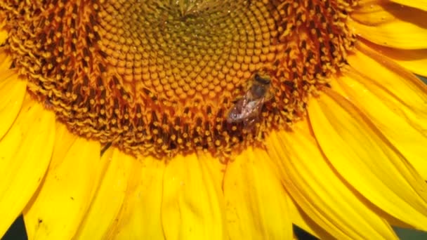 Sunflowers in the field in summer. A bee is collecting pollen. Close-up — Stock Video