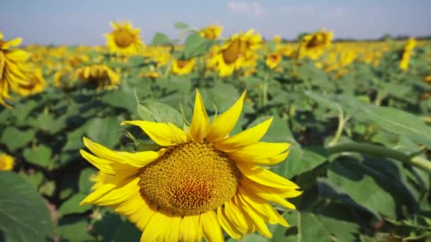 Lindas flores amarelas de girassol em um campo iluminado pelos raios do sol — Vídeo de Stock