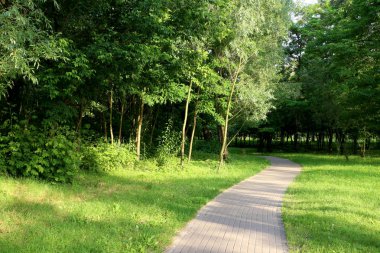 Footpath in a green park. Sunny summer day. Many greenery