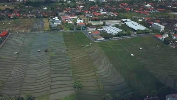 Terraza de arroz en Bali — Vídeo de stock