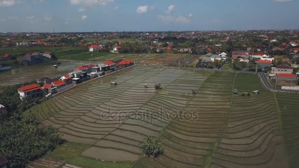 Reis terrasse in bali — Stockvideo