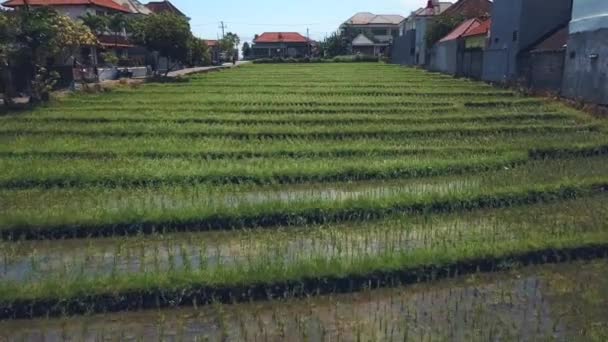 Rijst terras in bali — Stockvideo