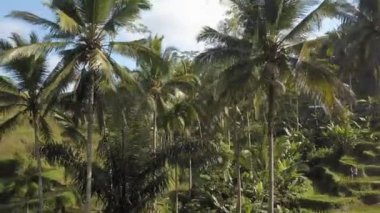 Yeşil pirinç Teras bali Endonezya