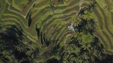 Yeşil pirinç Teras bali Endonezya