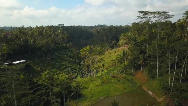 Terrasse de riz vert en bali indonesia — Video