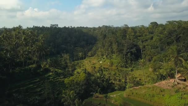 Grüne reisterrasse in bali indonesien — Stockvideo