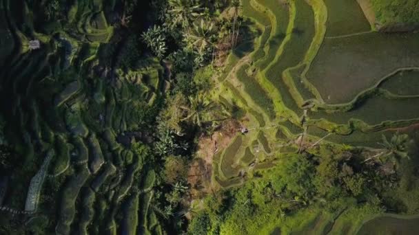 Πράσινο ρύζι βεράντα στο Μπαλί Ινδονησία — Αρχείο Βίντεο