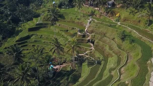 인도네시아 발리에서에서 녹색 쌀 테라스 — 비디오