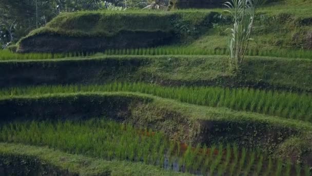 Grüne reisterrasse in bali indonesien — Stockvideo