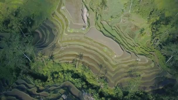 Terraza de arroz verde en bali indonesia — Vídeos de Stock