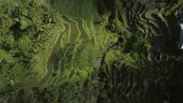 Terraza de arroz verde en bali indonesia — Vídeos de Stock