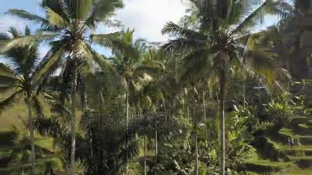 巴厘岛绿色水稻梯田 — 图库视频影像