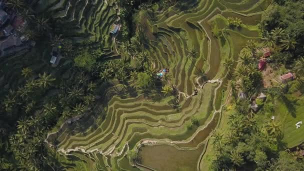 Grüne reisterrasse in bali indonesien — Stockvideo