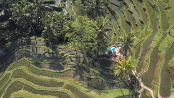 terrasse de riz vert en bali indonesia 