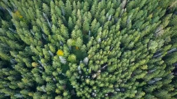 Grüne Mountianer im Herbst — Stockvideo