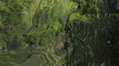 Yeşil pirinç Teras bali Endonezya