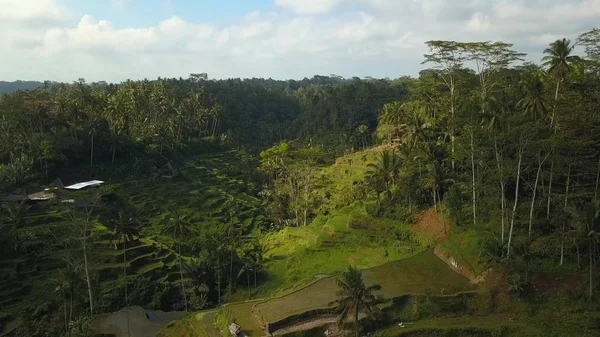 巴厘岛绿色水稻梯田 — 图库照片