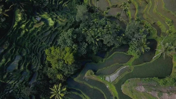 Зеленая рисовая терраса на Бали — стоковое фото