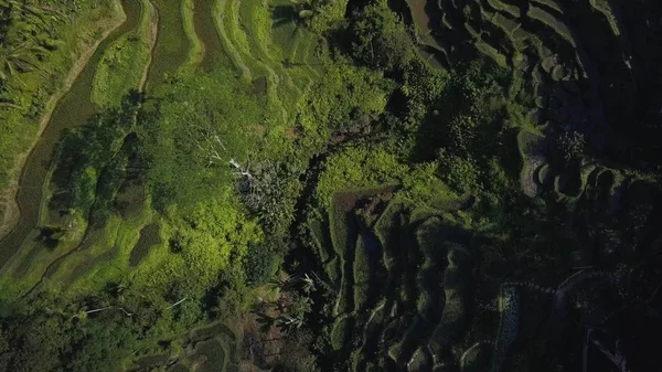 Groene rijstvelden in bali Indonesië — Stockfoto