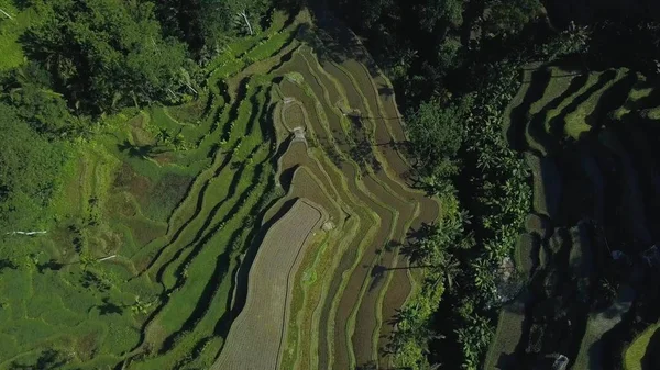 インドネシア バリ島の緑のライステラス — ストック写真