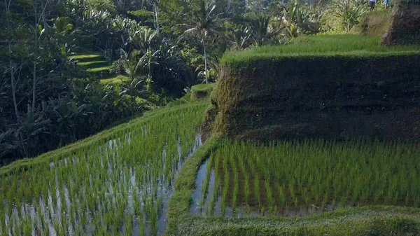 Yeşil pirinç Teras bali Endonezya — Stok fotoğraf