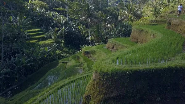 Arroz verde terraço na indonésia bali — Fotografia de Stock