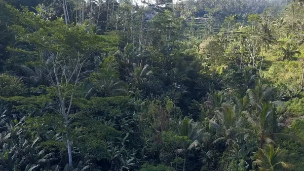 巴厘岛绿色水稻梯田 — 图库照片