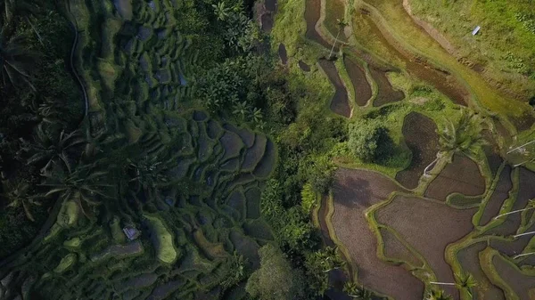 Taras zielony ryżu w bali Indonezja — Zdjęcie stockowe
