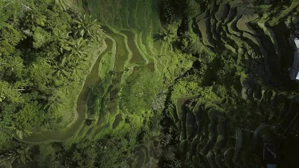 Grüne reisterrasse in bali indonesien — Stockfoto