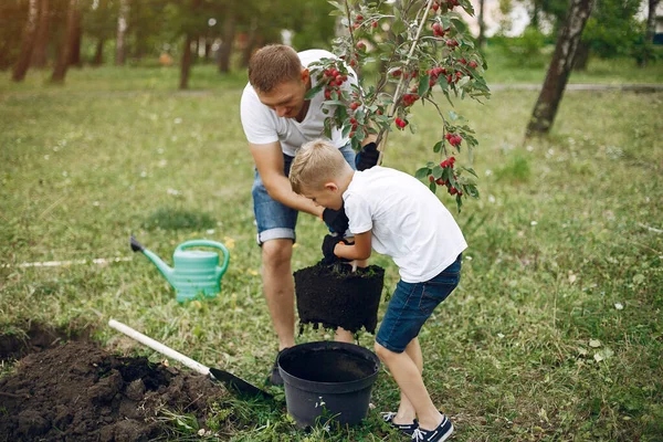 Isä ja pieni poika istuttavat puuta pihalle. — kuvapankkivalokuva