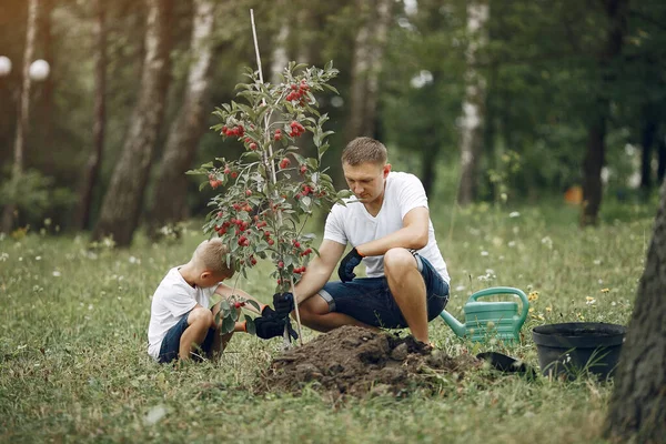 Padre con il piccolo figlio stanno piantando un albero in un cortile — Foto Stock