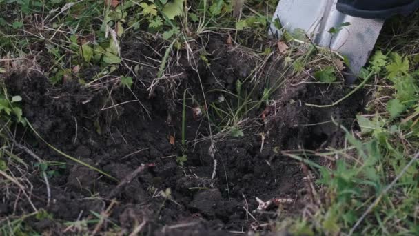 土壤是用铲子挖的 — 图库视频影像