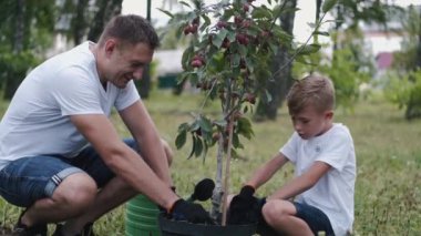 A parent and son are preparing a plum tree for plantation